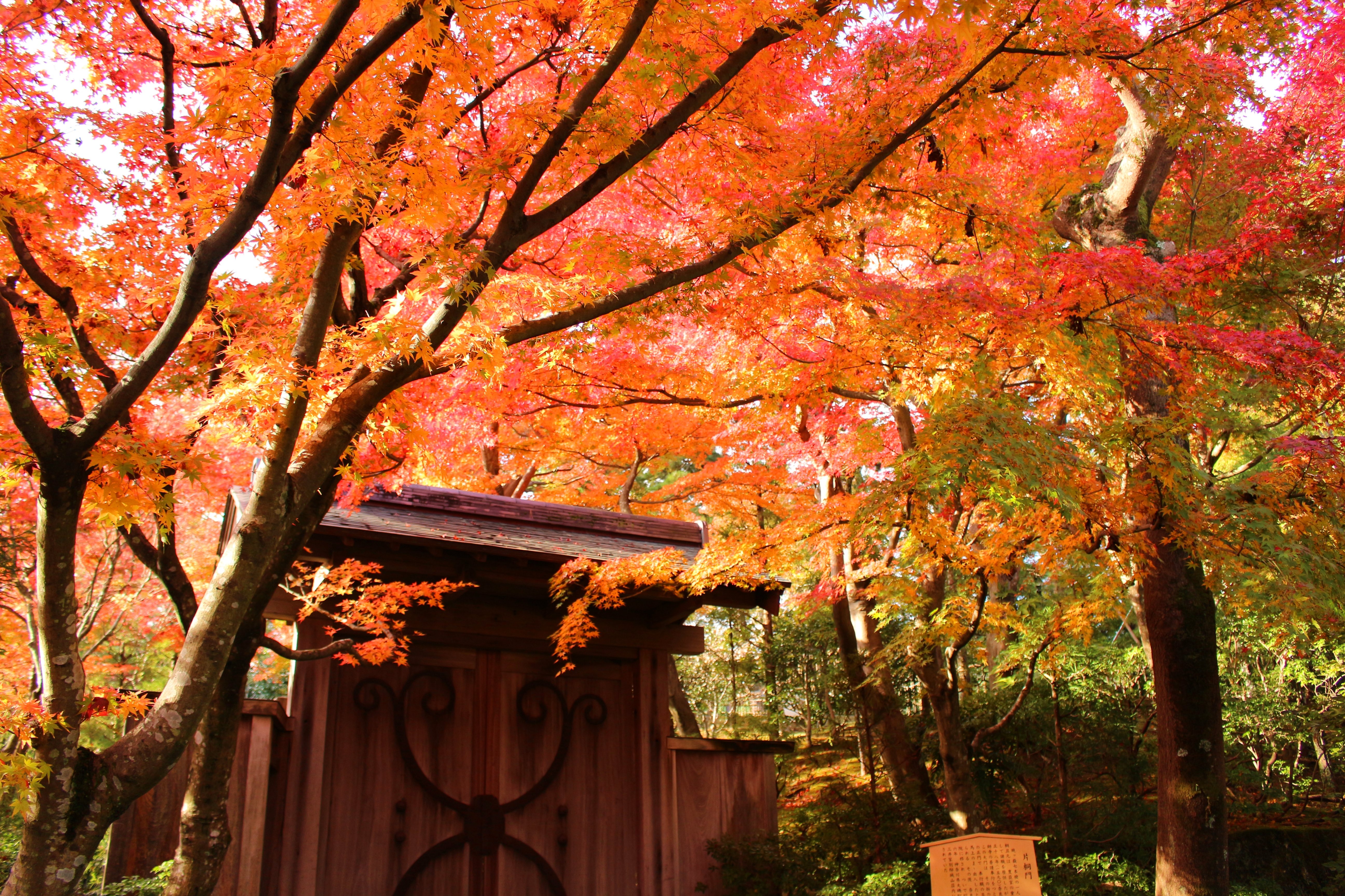 茶の庭紅葉の片桐門.jpg