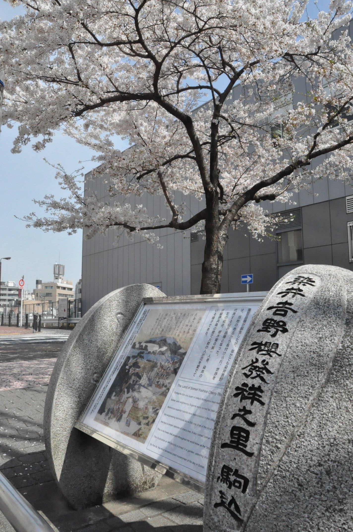 ２．染井吉野桜記念公園.JPG